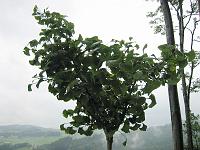  20. Juni 2010 - ein kalter und regnerischer Junitag bei Samuels Ginkgo